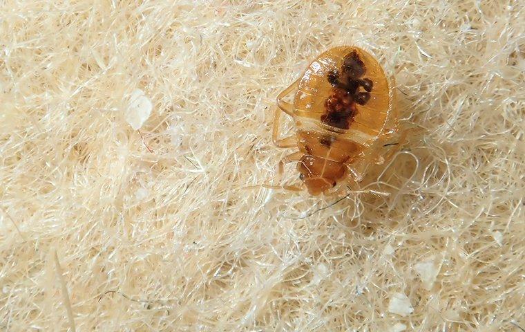 bed bug