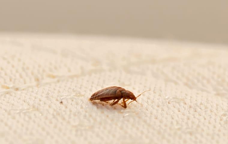 a bed bug on a white mattress