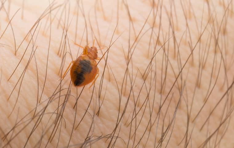 up close image of a bed bug on human skin