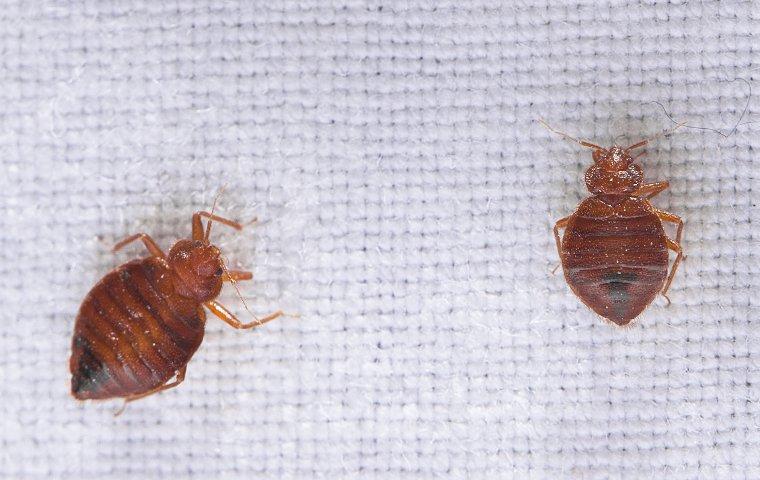 a cluster of bed bugs crawling on sheets