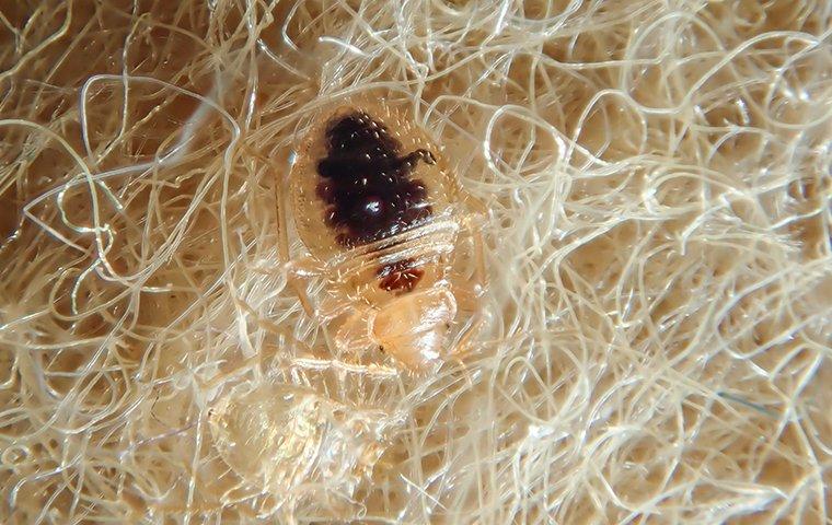 a bed bug on fabric fibers