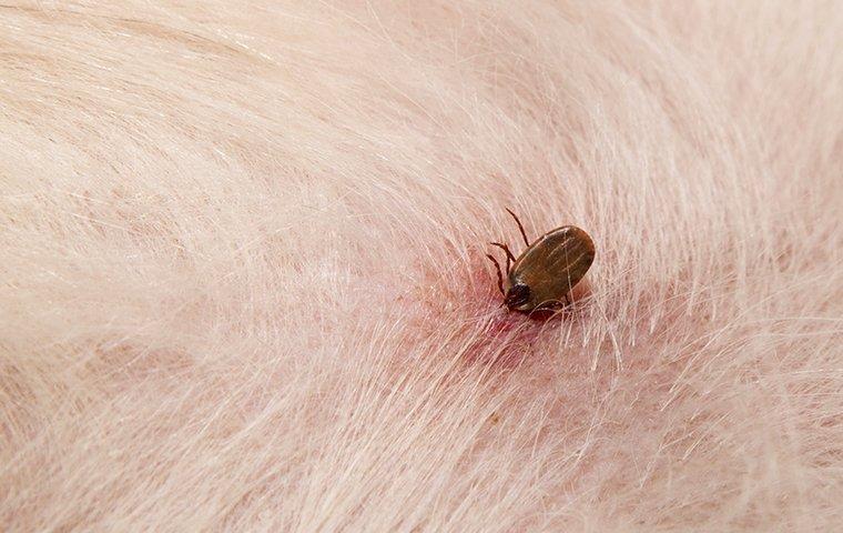 dog tick biting someones pet dog