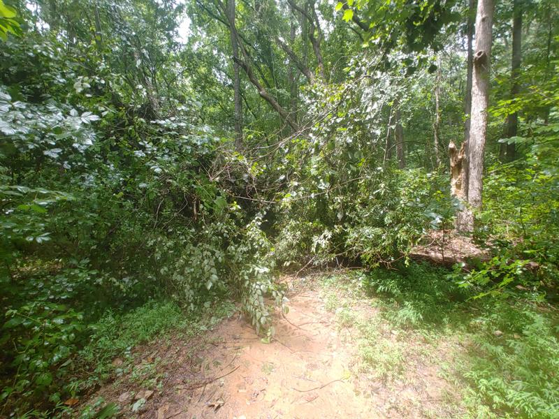 (7/26/2022) Tree down right after the beginning of the trail. It was blocking the trail but we were able to maneuver around it. (Credit: David Morway)