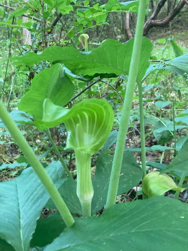 Jack-in-the - pulpit (Credit: Bryson Gray)