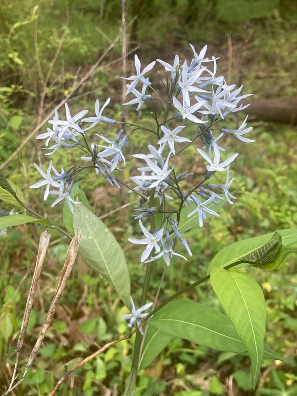 Eastern Blue Star (Wild Flower) (Credit: Bryson Gray)