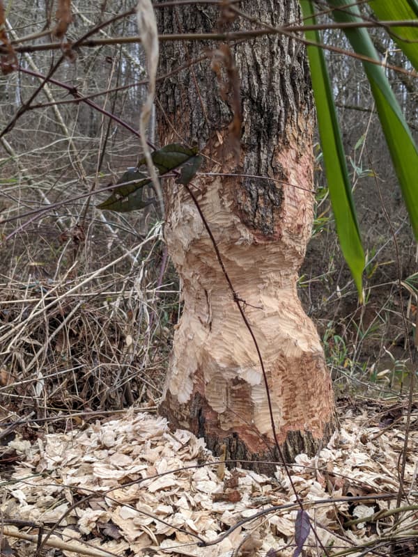 Beaver's damage, Sweetgum tree. (Credit: Michael Gatton)