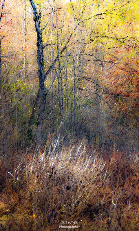 West Branch Nature Preserve - Fall (Credit: Sue Hayes)