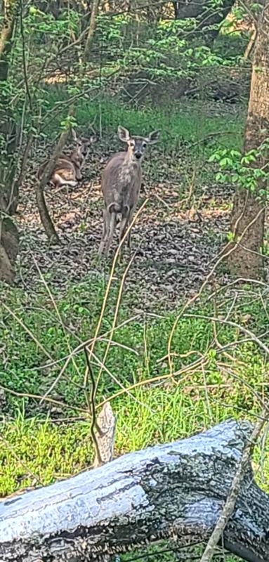 Deer on walkway (Credit: Angela Medley)