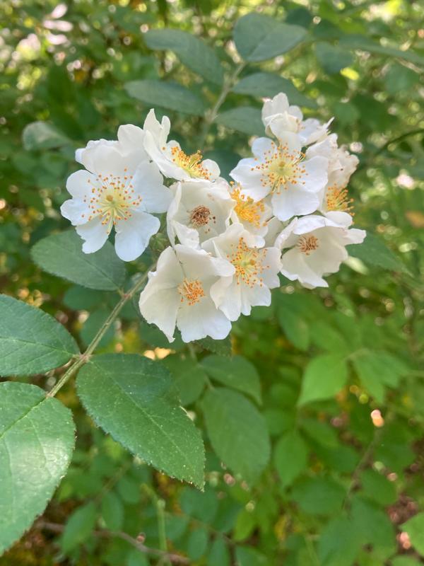 Multiflora Rose (Credit: Bryson Gray)