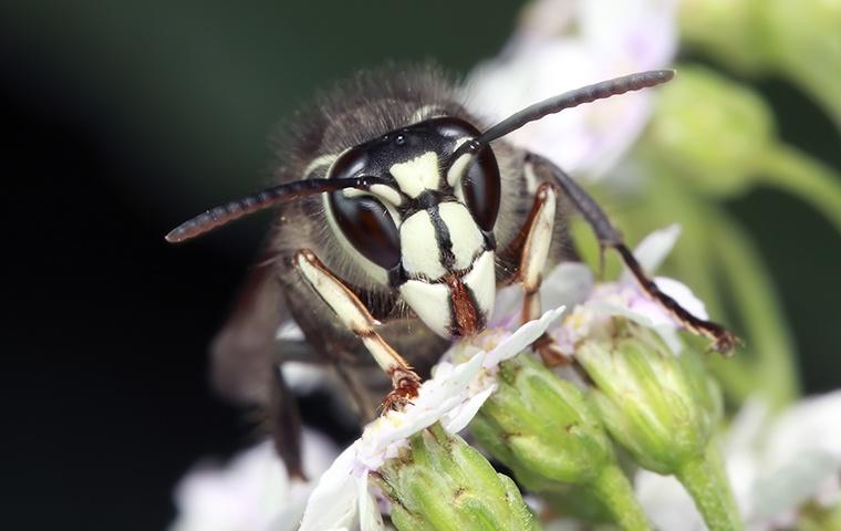 a bald faced hornet smelling tiny white flowers