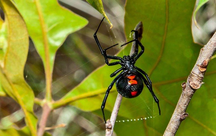 black widow in bush outside home