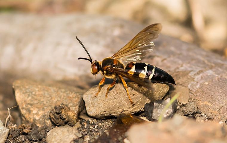 a cicada killer on a rock