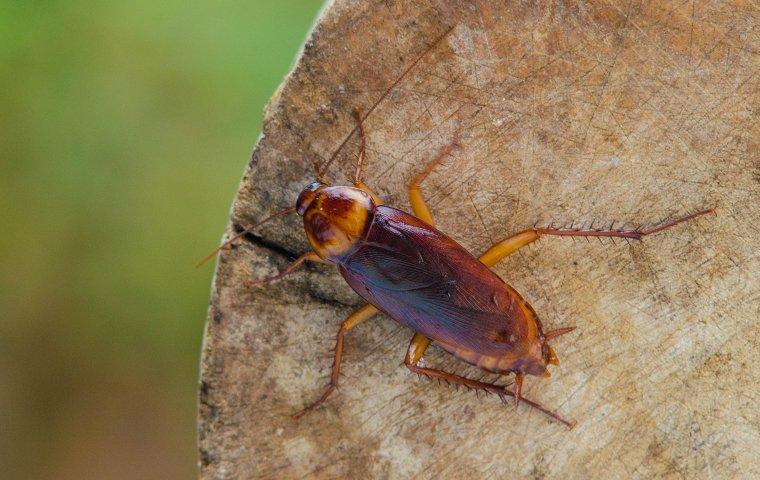 american cockroach on wood