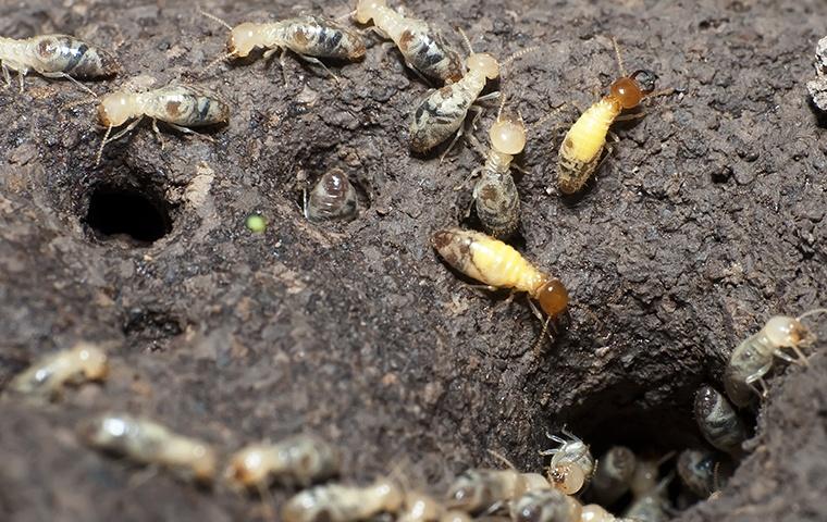 many formosan termites near a hole in the ground