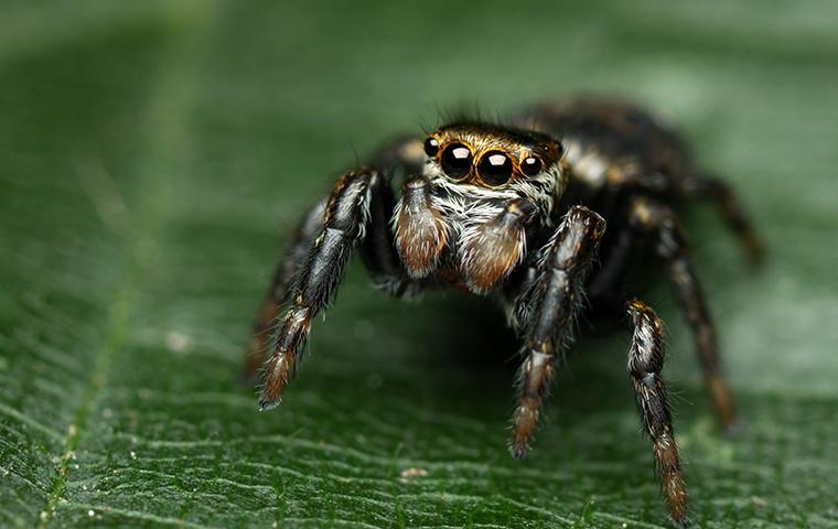 a small nuisance jumping spider on a leaf