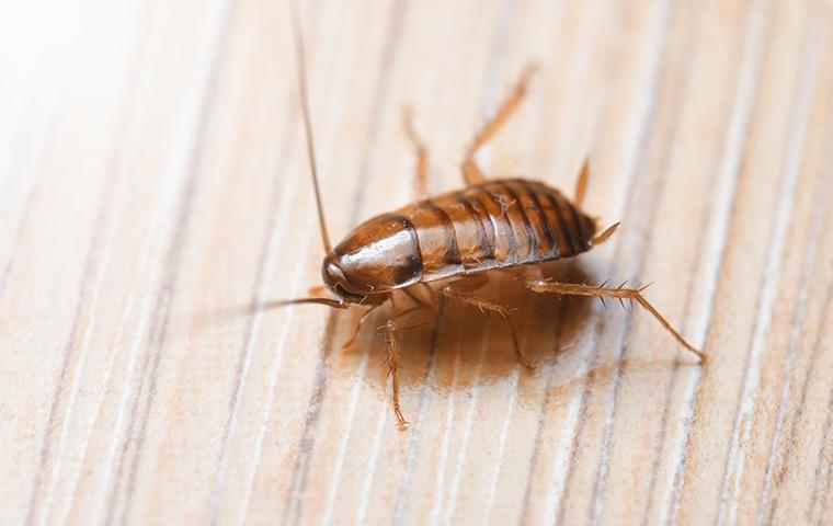 small oriental cockroach on furniture around home