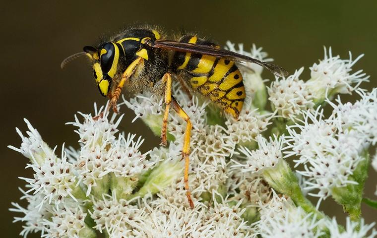 a yellow jacket perched on some small white blossoms