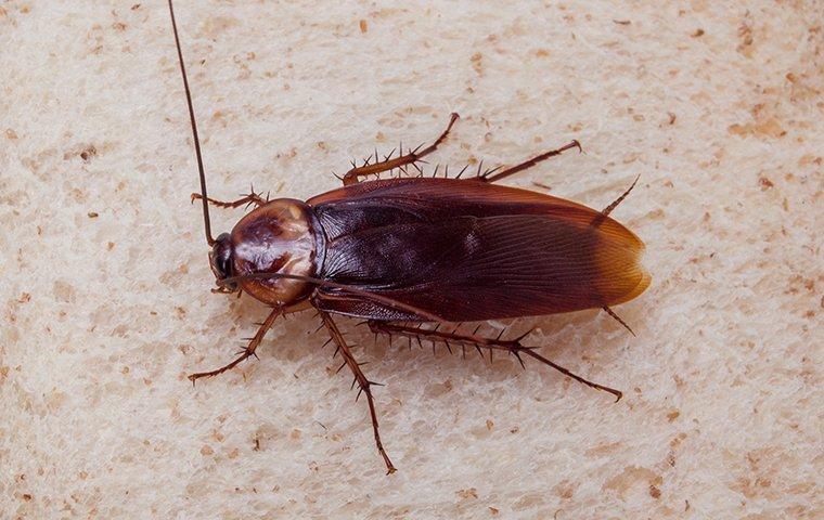 american cockroach eating bread
