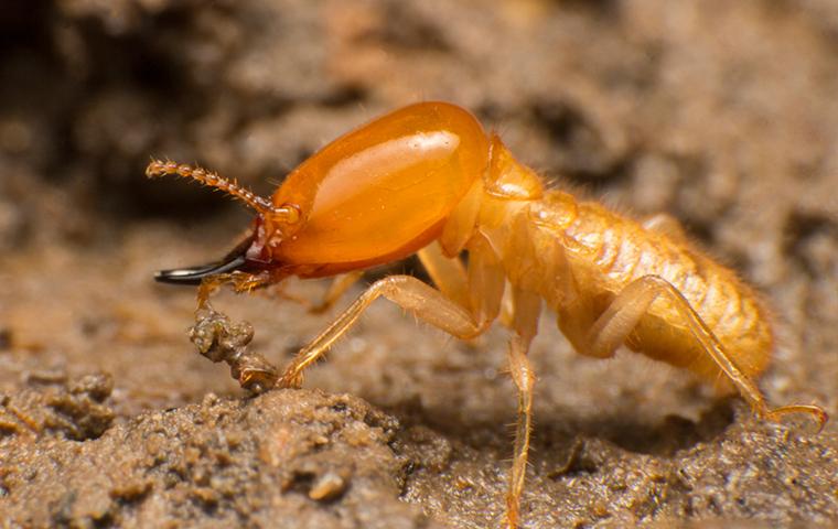 close up of termite on dirt