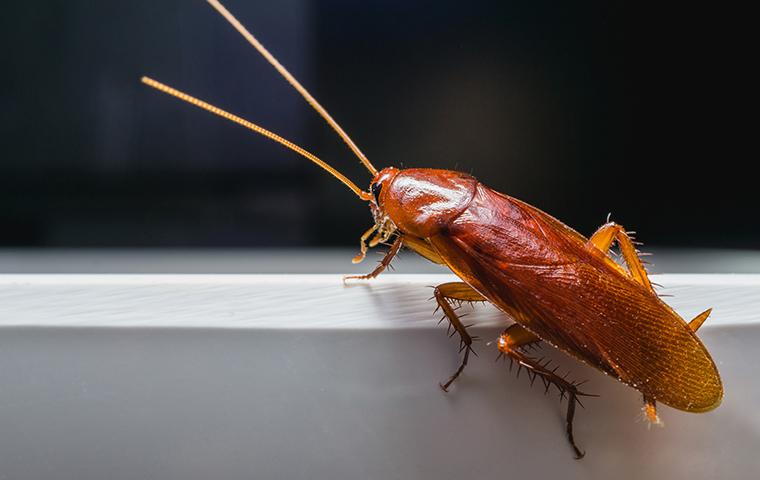 cockroach on windowsill 