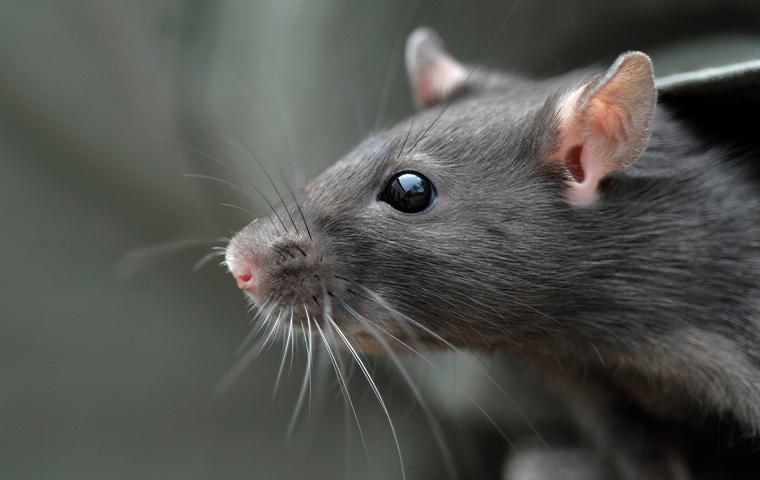 close up of rat