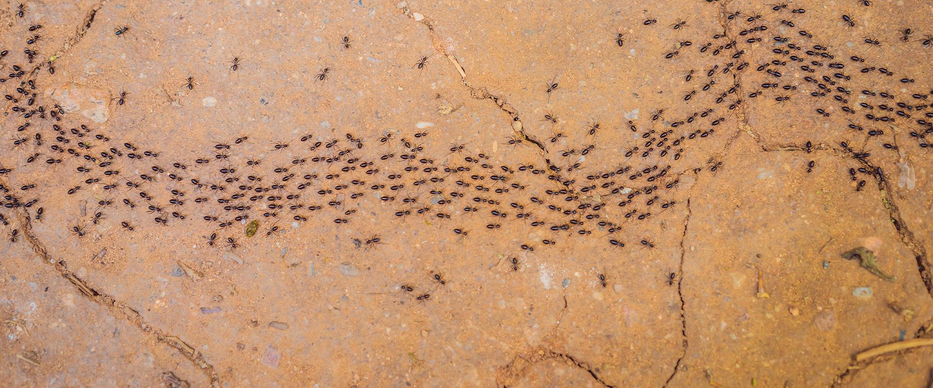 ants marching on the dirt