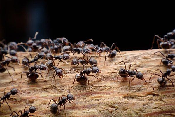 ants in a yard