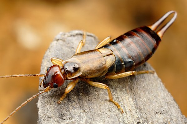 an earwig on a piece of wood outside of a home in pennsylvania