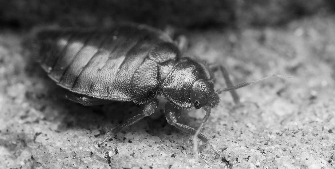 bed bug in souderton crawling on rug