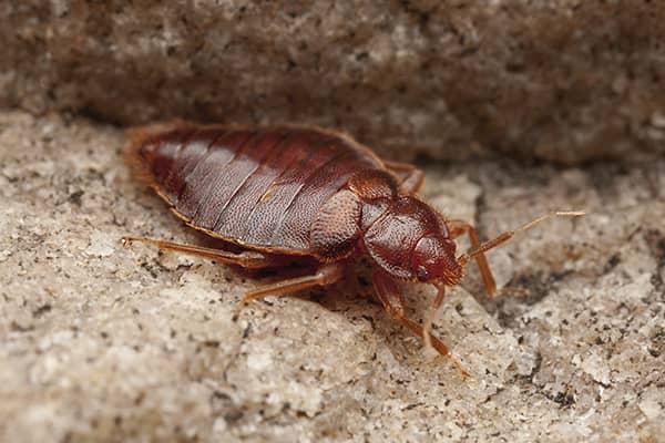 bed bug in a basement