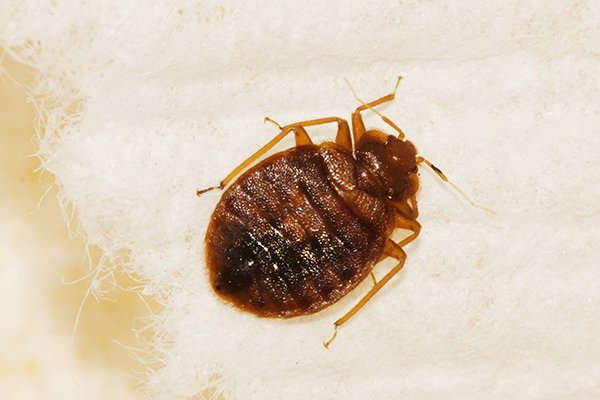 a bed bug crawling on a surface inside of a school in pennsylvania