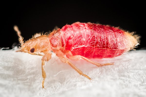 a bed bug crawling on a surface inside of a home in pennsylvania