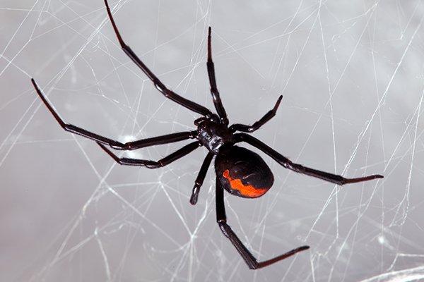 black widow spider weaving a web
