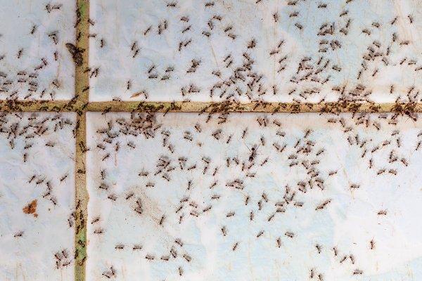 hundreds of ants on a kitchen tile floor