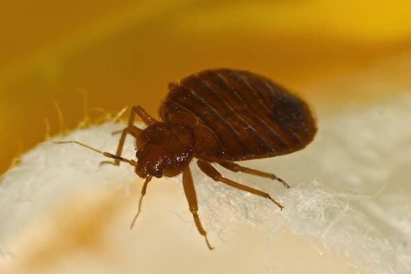 bed bug close up