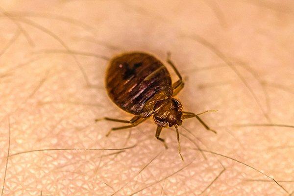 a bed bug biting a persons arm