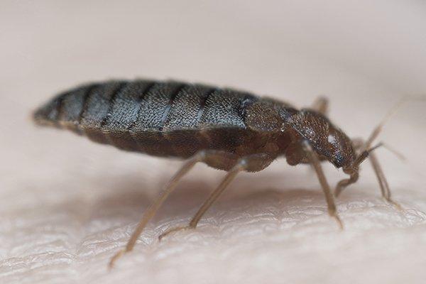 up close image of a bed bug biting human skin