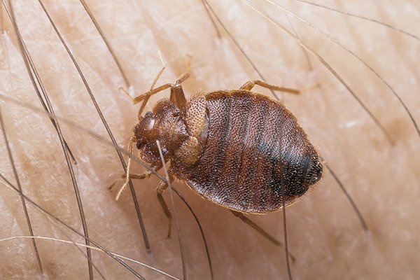 a bed bug biting the skin of a homeowner inside of a home in new castle delaware
