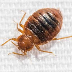 bed bug season