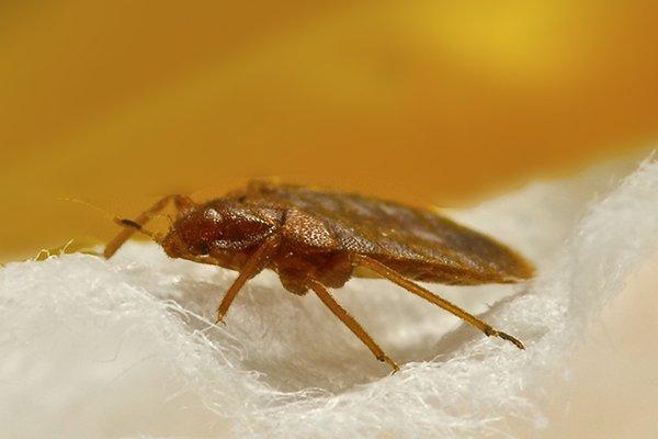 a bed bug crawling on bedding