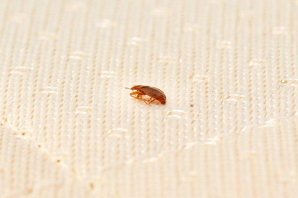 a bed bug crawling on sheets