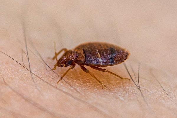 a bed bug crawling on skin