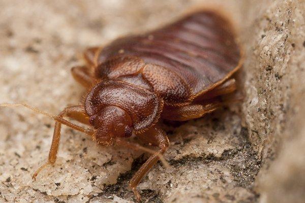 up close image of a bed bug crawling on the ground