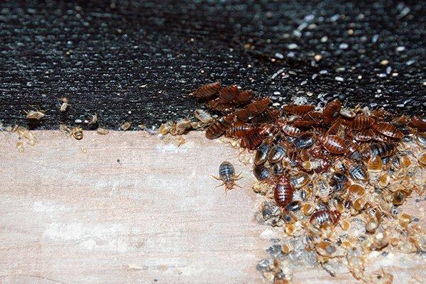 many bed bugs making a mess on a mattress