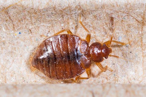 up close image of a bed bug crawling on furniture