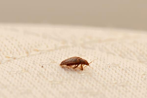 bed bug on mattress