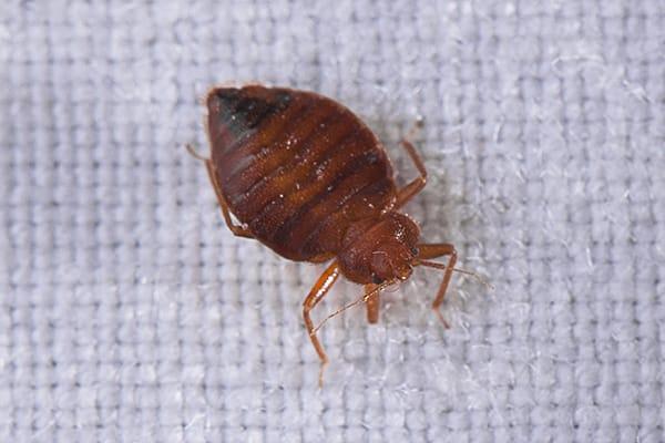 bed bug on sheets