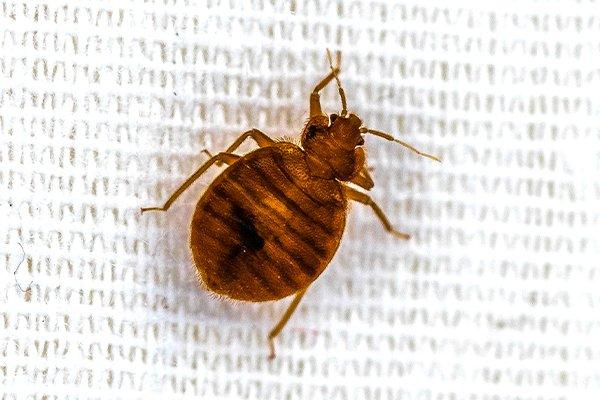 up close image of a bed bug crawling on a sheet
