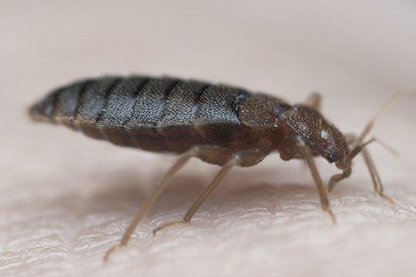 bed bug crawling on mattress up close
