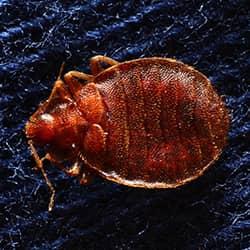 What Happens To Bed Bugs In The Winter?